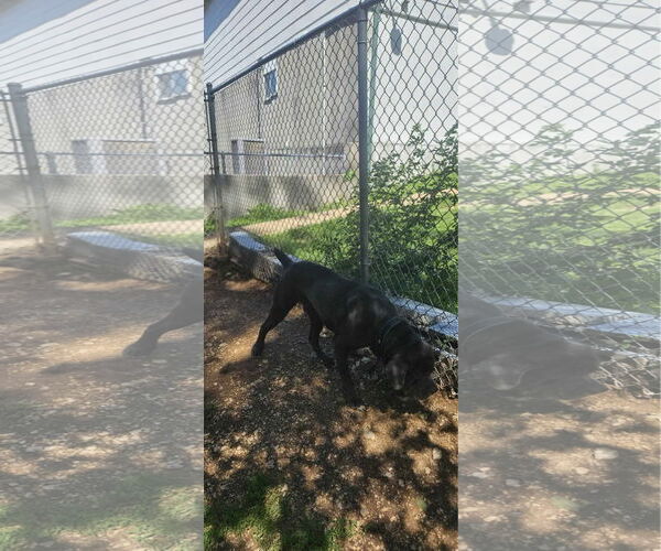 Medium Photo #2 Neapolitan Mastiff Puppy For Sale in Ellisville, MO, USA