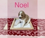 Small Photo #2 Goldendoodle Puppy For Sale in CHARLOTTE, NC, USA