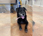 Small #2 Labrador Retriever Mix