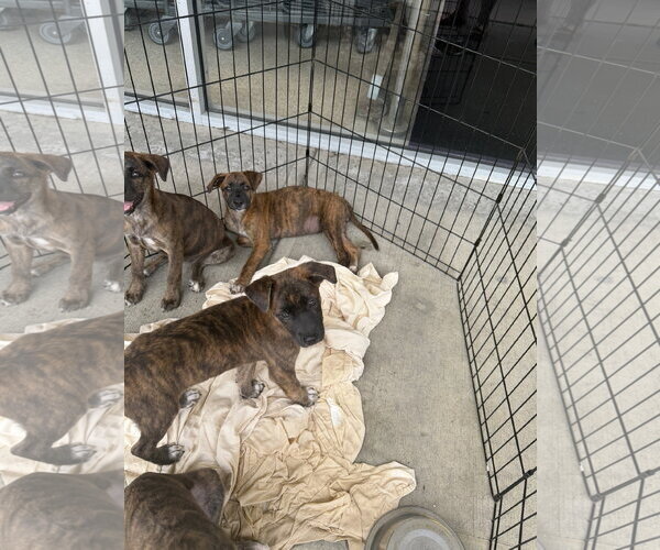 Medium Photo #3 Retriever -Unknown Mix Puppy For Sale in Jackson Township, NJ, USA