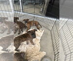 Small #2 Retriever  Mix