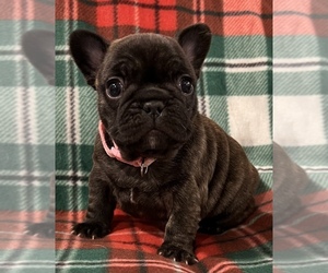 French Bulldog Puppy for sale in BOLIVAR, MO, USA
