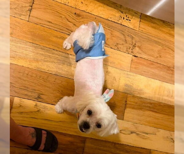 Medium Photo #4 Shih Tzu-Unknown Mix Puppy For Sale in Grafton, WI, USA