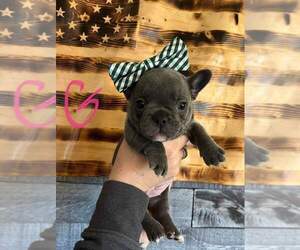 French Bulldog Puppy for sale in HUNTINGTOWN, MD, USA