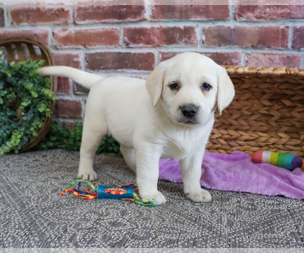 Medium Photo #7 Labrador Retriever Puppy For Sale in SYRACUSE, IN, USA