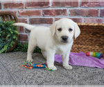 Small #6 Labrador Retriever