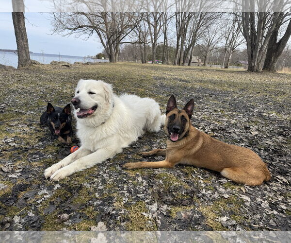 Medium Photo #2 Mutt Puppy For Sale in Stevens Point, WI, USA