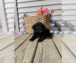 Small Photo #4 Labrador Retriever Puppy For Sale in CHESTERFIELD, MI, USA