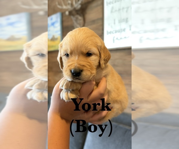 Medium Photo #9 Golden Retriever Puppy For Sale in NORTHPORT, WA, USA