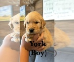 Small #8 Golden Retriever