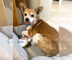 Small #18 Chihuahua Mix