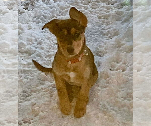 Medium Photo #2 Mutt Puppy For Sale in Germantown, OH, USA