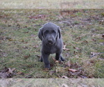 Small Photo #3 Labrador Retriever Puppy For Sale in HANNIBAL, MO, USA