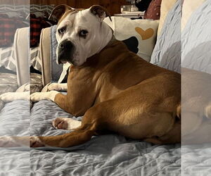 Violet Beauregarde Lonestar - Female Boxer-Unknown Mix Dog for Adoption - Photo #8