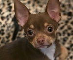 Small Chihuahua