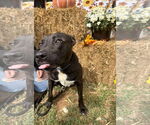 Small #3 American Pit Bull Terrier