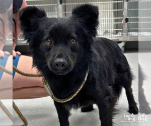 Chow Chow-Schipperke Mix Dogs for adoption in Washington, DC, USA