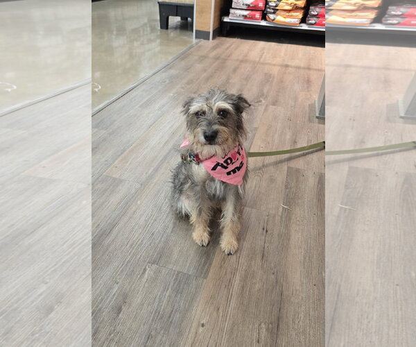 Medium Photo #3 Mutt Puppy For Sale in Rosenberg, TX, USA