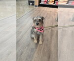 Small Photo #3 Mutt Puppy For Sale in Rosenberg, TX, USA