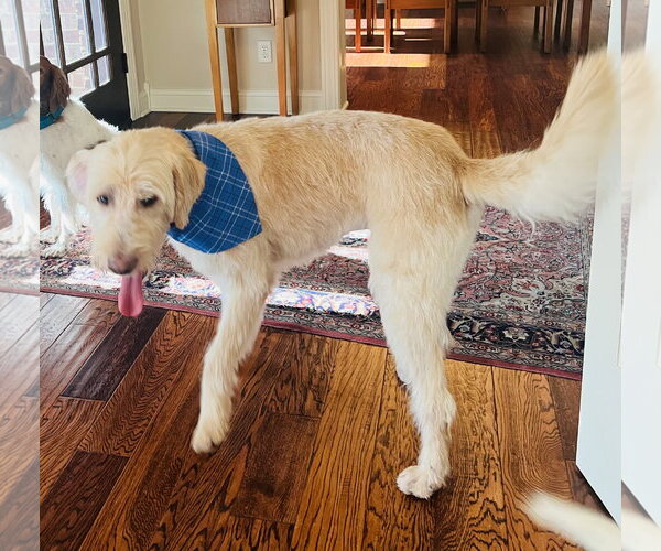 Medium Photo #4 Irish Wolfhound-Poodle (Standard) Mix Puppy For Sale in Germantown, OH, USA