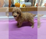 Small #3 Poodle (Miniature)