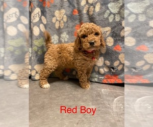 Goldendoodle-Poodle (Miniature) Mix Puppy for sale in DAYTON, VA, USA