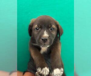 Border Collie-Unknown Mix Dogs for adoption in Visalia, CA, USA