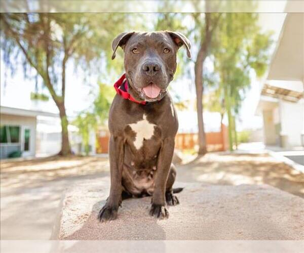 Medium Photo #2 American Pit Bull Terrier-Unknown Mix Puppy For Sale in Las Vegas, NV, USA