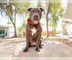 Small #1 American Pit Bull Terrier Mix