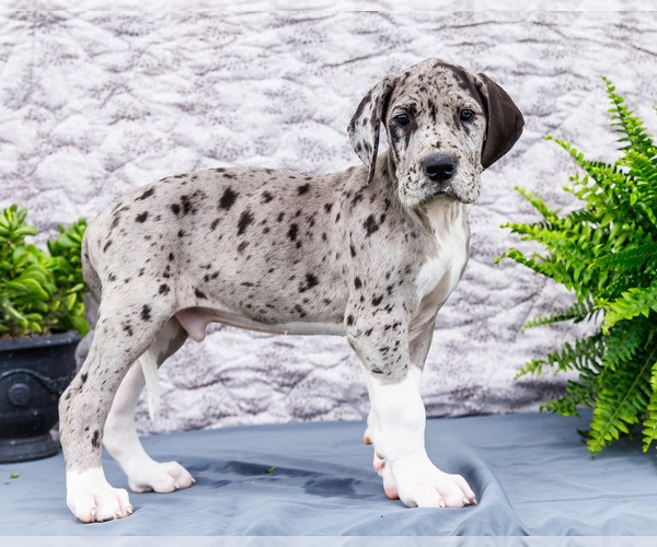 Medium Photo #72 Great Dane Puppy For Sale in WAKARUSA, IN, USA