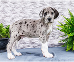 Small #5 Great Dane
