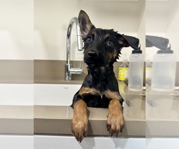 Medium Photo #4 German Shepherd Dog-Unknown Mix Puppy For Sale in West Sacramento, CA, USA