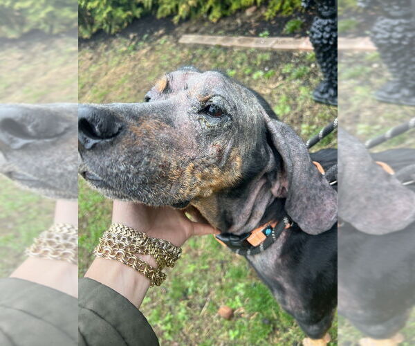 Medium Photo #3 Mutt Puppy For Sale in Elmsford, NY, USA