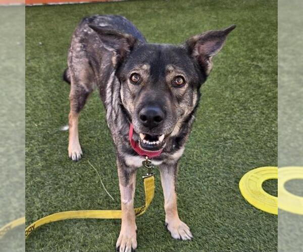 Medium Photo #1 German Shepherd Dog-Unknown Mix Puppy For Sale in Las Vegas, NV, USA
