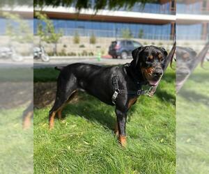 Great Dane-Rottweiler Mix Dogs for adoption in Berkeley , CA, USA
