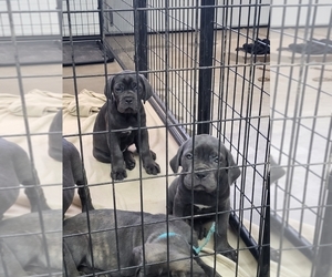 Cane Corso Puppy for sale in LITTLEROCK, CA, USA