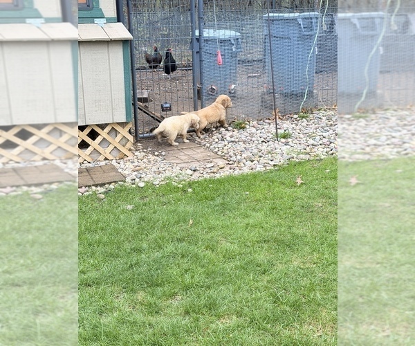Medium Photo #15 Golden Retriever Puppy For Sale in CHIPPEWA FALLS, WI, USA