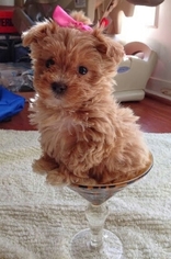Maltipoo Puppy for sale in CHESAPEAKE, VA, USA