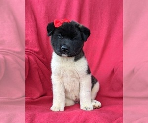 Medium Akita