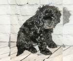 Puppy 3 Cavachon-Poodle (Toy) Mix