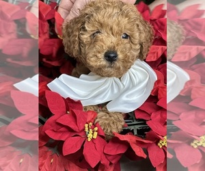 Goldendoodle (Miniature) Puppy for sale in JEFFERSON CITY, MO, USA