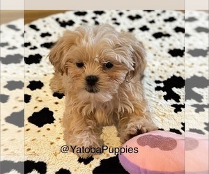 Shih Tzu Puppy for sale in CENTER HILL, FL, USA