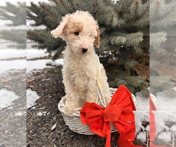 Medium Photo #4 Goldendoodle (Miniature) Puppy For Sale in MIDDLEBURY, IN, USA