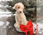 Small #3 Goldendoodle (Miniature)