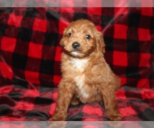 Goldendoodle (Miniature) Puppy for sale in BLMGTN, IN, USA