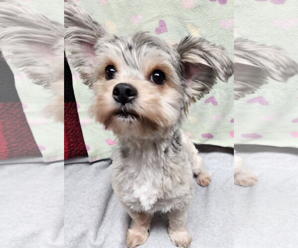 Medium Photo #1 Maltese-Unknown Mix Puppy For Sale in Smithfield, PA, USA