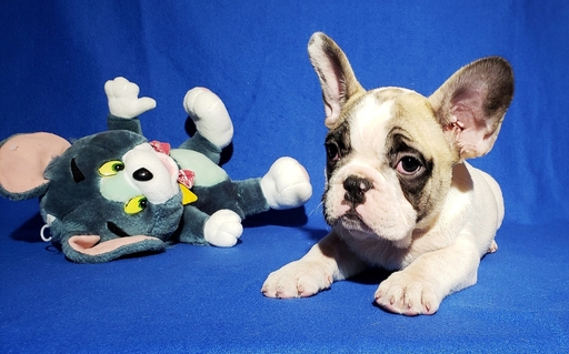 Medium Photo #10 French Bulldog Puppy For Sale in ADRIAN, MI, USA