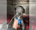 A480021 - Male Mutt Dog for Adoption - Small photo