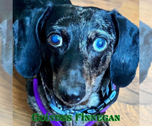 Medium Photo #11 Dachshund Puppy For Sale in San Antonio, TX, USA