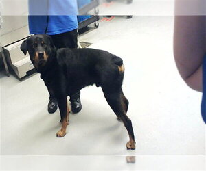 Rottweiler Dogs for adoption in Fayetteville, NC, USA